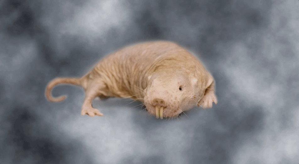 Naked rat meme 🔥 Wildlife Postcards Naked Mole Rat Postcards